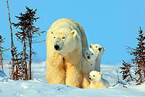 ������ĸ������