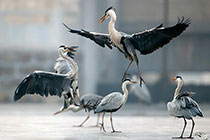 ���ر�����