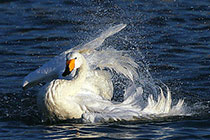 �̶սǴ����