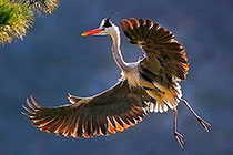 ���߲���