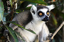 ��ᡰ���ȡ��Ļ�β����