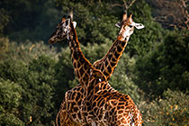 ��ԭ�ϵ�����