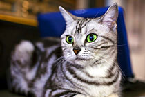 ���ȹ�Ԣ���è����