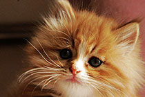 ʱ���ǰ�ɱè��