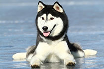 ���ϵ�С�������ٷ�