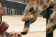 长颈鹿有一条灵巧的长舌