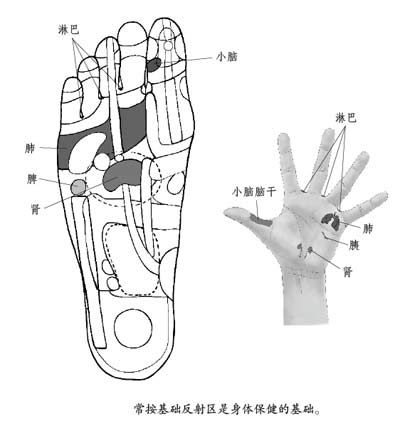人體基礎反射區對照(新浪讀書配圖)