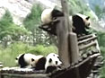 奥运大熊猫被转移