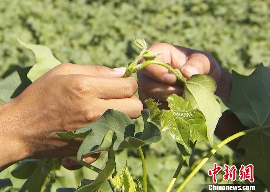 棉花打顶就是去掉棉花顶尖部分。 李豪 摄