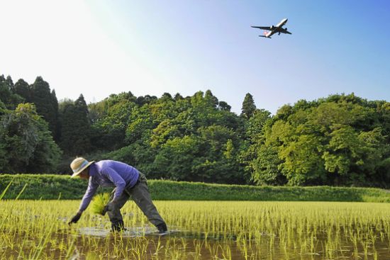 图文:日本农产品存在贸易保护主义_美股新闻