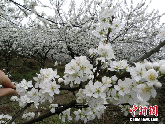 半山李花满山雪 半山李花满山雪