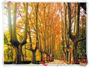 如果在南京遇见你,一定带你去北京西路颐和路看浪漫的法国梧桐和民国时期的小洋楼…… 如果在南京遇见你,一定带你去北京西路颐和路看浪漫的法国梧桐和民国时期的小洋楼……