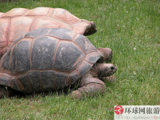 阿尔达布拉岛 阿尔达布拉岛