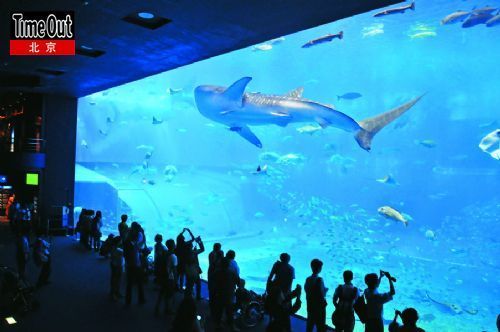 在号称亚洲第一的“美丽海水族馆”,透过隔离板看“黑潮海洋”,顿觉大自然的震撼与人类的渺小。 在号称亚洲第一的“美丽海水族馆”,透过隔离板看“黑潮海洋”,顿觉大自然的震撼与人类的渺小。