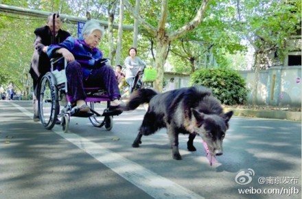 【城市微聚】南京人间美景:感动路人的老人与