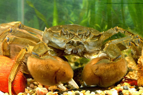 固城湖螃蟹
