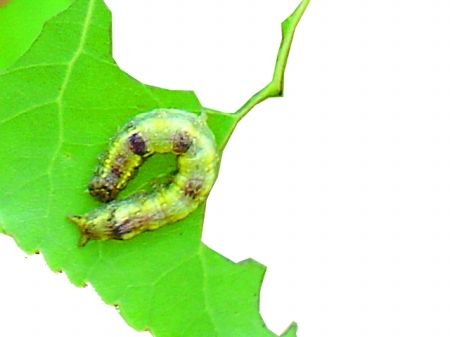 杨小舟蛾(资料图 这种害虫叫杨小舟蛾,天气越热,繁殖力越强