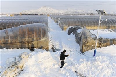 昨日,延庆杨户庄村,一名村民在蔬菜大棚前铲雪。该村因大雪致100多个蔬菜大棚垮塌。 昨日,延庆杨户庄村,一名村民在蔬菜大棚前铲雪。该村因大雪致100多个蔬菜大棚垮塌。