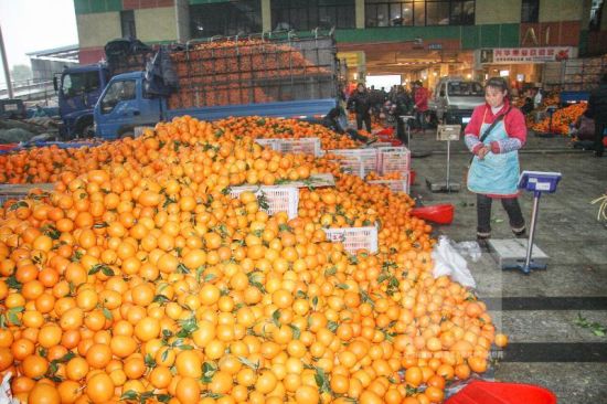浙江绍兴柑橘橙子严重滞销 每斤只赚2至3分钱