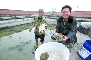 18日，黄兴全(右)拿着养殖的甲鱼介绍饲养情况。重庆晨报记者 李斌 摄