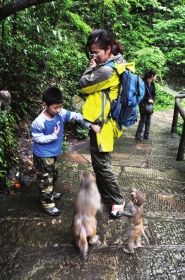 湖南张家界景区,几只猴子在向游客索要食物。资料图片 湖南张家界景区,几只猴子在向游客索要食物。资料图片
