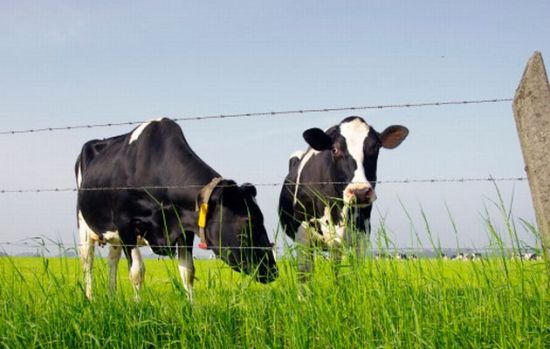 新西兰人如何做大乳品产业?|新西兰|奶粉|奶农