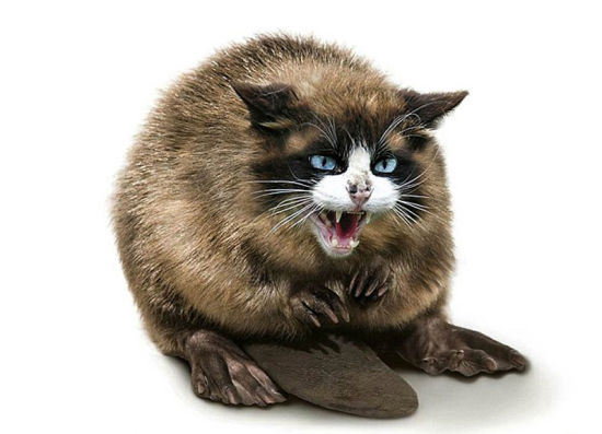 猫与河狸结合而成愤怒的Beavussy。 猫与河狸结合而成愤怒的Beavussy。
