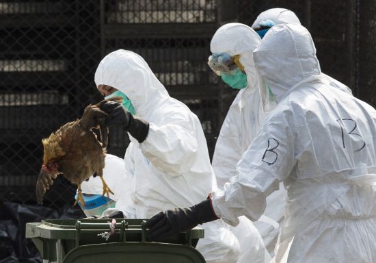 英国一养鸭场出现禽流感疫情