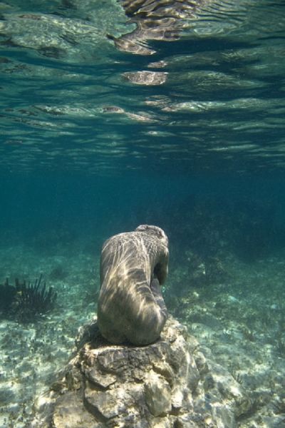 Jason deCaires Taylor 海底雕塑作品