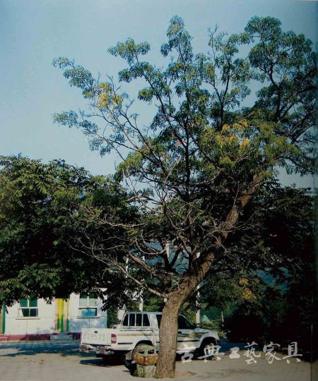 檗木树