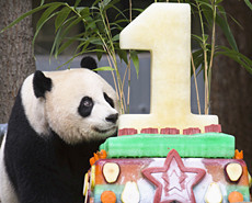 中美合璧过生日 大熊猫贝贝1岁啦