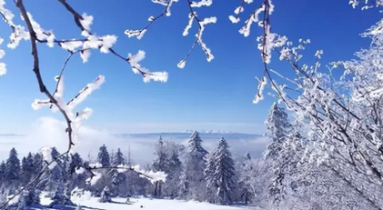 成语什么什么什么雪_雪菜是什么菜图片(4)