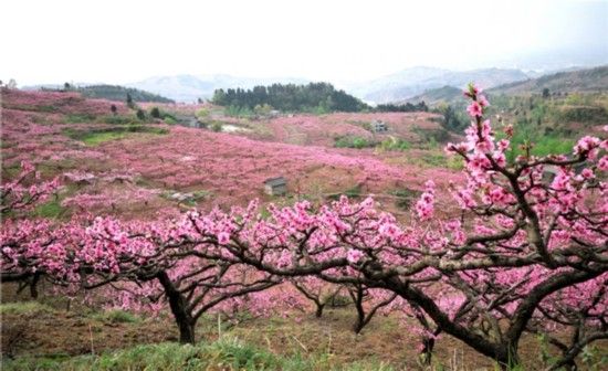 2016年成都国际桃花节 2016年成都国际桃花节