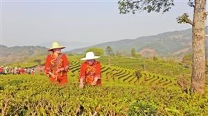 春满茶园 春满茶园