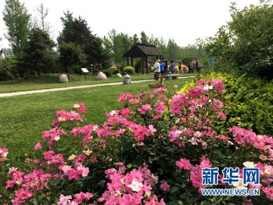 中国古老月季文化园内鲜花盛开。新华网 王萍 摄 中国古老月季文化园内鲜花盛开。新华网 王萍 摄