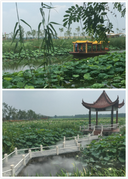 金湖荷花 金湖荷花