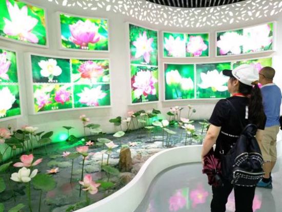 参观圣莲岛世界荷花博览园 参观圣莲岛世界荷花博览园