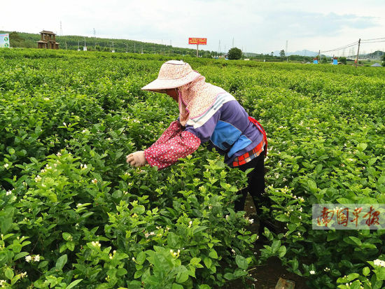 花农正在中华茉莉园采摘茉莉花。记者 赵敏摄 花农正在中华茉莉园采摘茉莉花。记者 赵敏摄