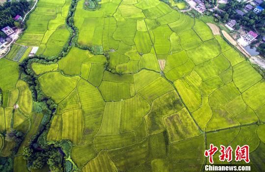 从空中俯瞰,色彩斑斓的稻田,犹如秋天绘制的“调色板”,美不胜收。 从空中俯瞰,色彩斑斓的稻田,犹如秋天绘制的“调色板”,美不胜收。