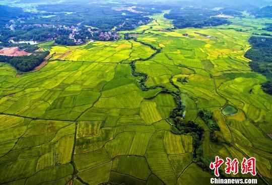 空中俯瞰色彩斑斓的稻田。 丁铭华 摄 空中俯瞰色彩斑斓的稻田。 丁铭华 摄