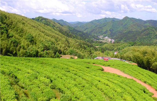 湖南华莱健黑茶历史溯源 边区牧民的生命之茶