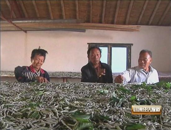 江苏海安:蚕丝价格一路上扬蚕农收入超3亿_产