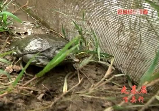 湖北仙桃:鱼鳖套养出财富