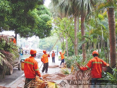 南宁一些绿化树没想象中“坚强”解密绿城危树档案