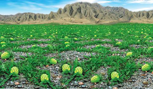 宁夏特色产品:西瓜(图)