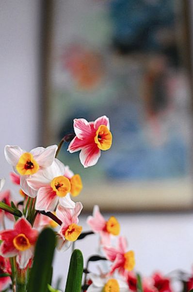 苏州园林里赏春纳福 苏州园林里赏春纳福(图)