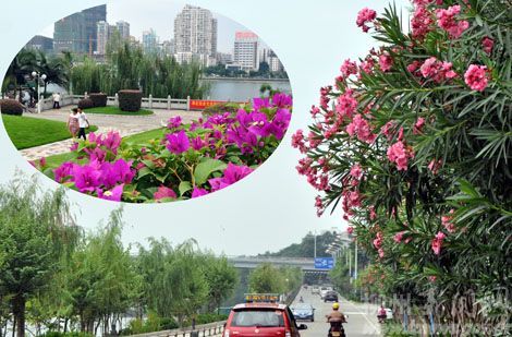 柳州市园林局“彩化工程”初见成效