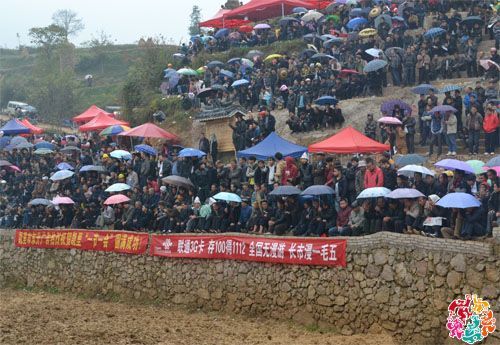 群众冒雨观看 凯里“一节一会”斗牛大赛在开怀村举行 群众冒雨观看