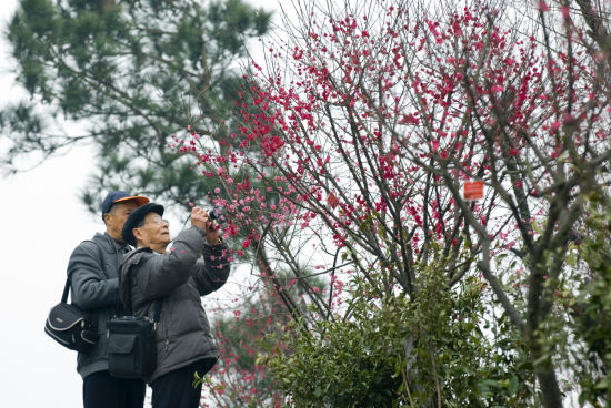 第五届超山梅花节将于3月1日在杭州开幕