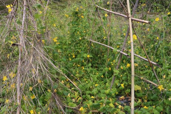 波棱瓜种植基地 首届林芝藏医药研讨会召开 体验藏式养生